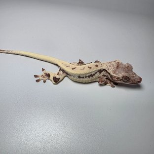 프라푸치노