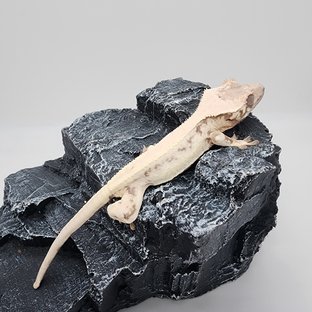 릴리 세이블
