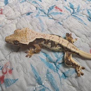 릴리화이트 100%헷아잔틱