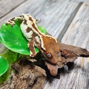 프라푸치노 텐저린