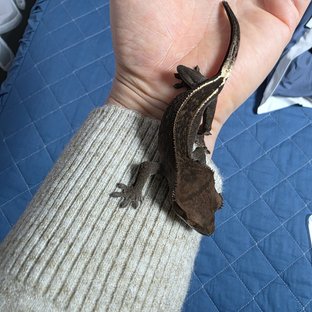 엠티백 카푸치노 다크