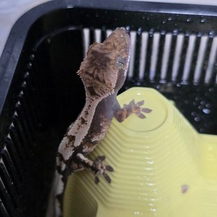 세이블 100%헷아잔틱