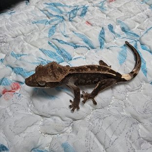 엠티백 카푸치노 다크