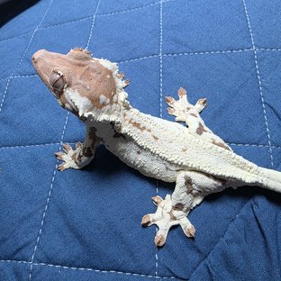 프라푸치노 텐저린