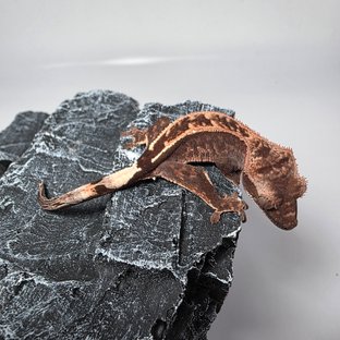 엠티백 카푸치노 다크