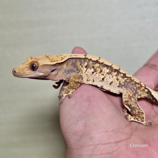 트라이 드리피 화이트스팟 익스트림할리퀸 화이트포트홀 텐저린