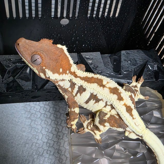 프라푸치노 텐저린