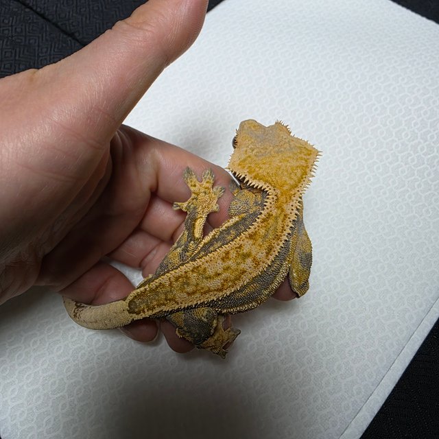 트라이 쿼드 풀핀 핀스트라이프