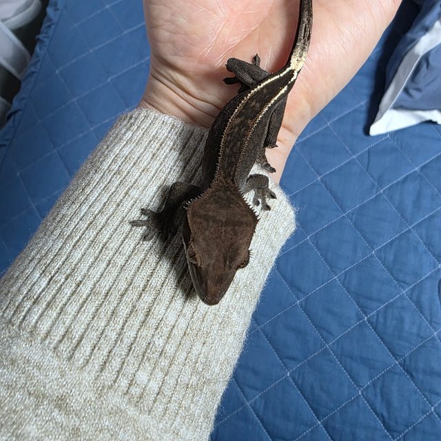 엠티백 카푸치노 다크