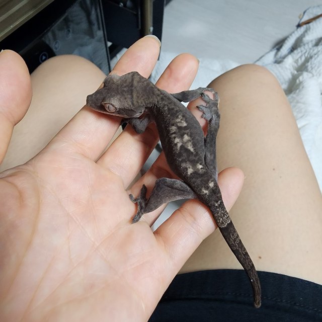 루왁