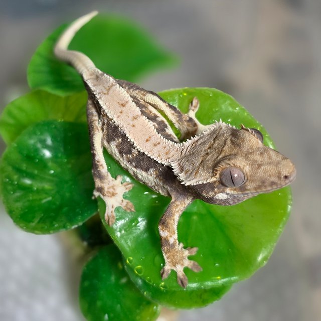 릴리화이트 100%헷아잔틱