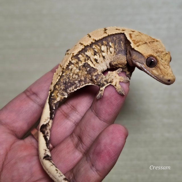 트라이 드리피 화이트스팟 익스트림할리퀸 화이트포트홀 텐저린