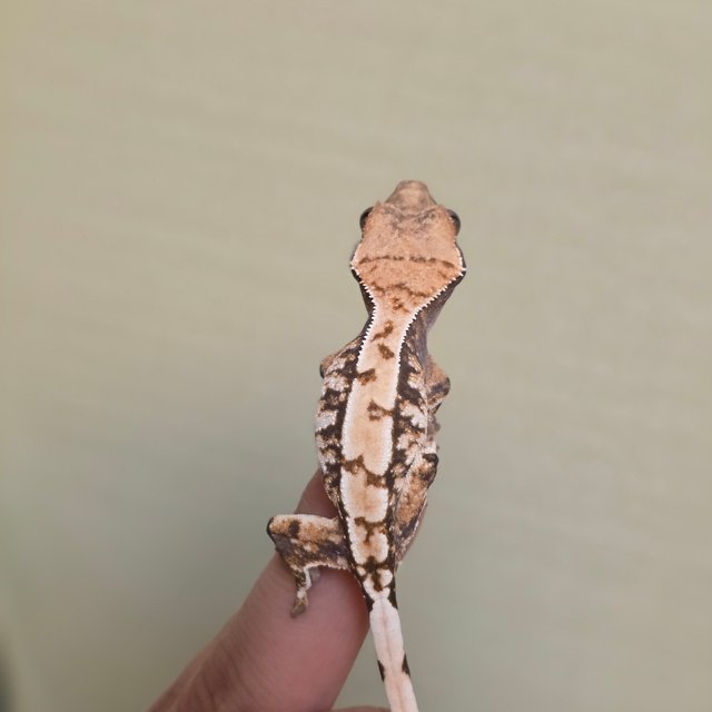 익스트림할리퀸 트라이 드리피 화이트스팟