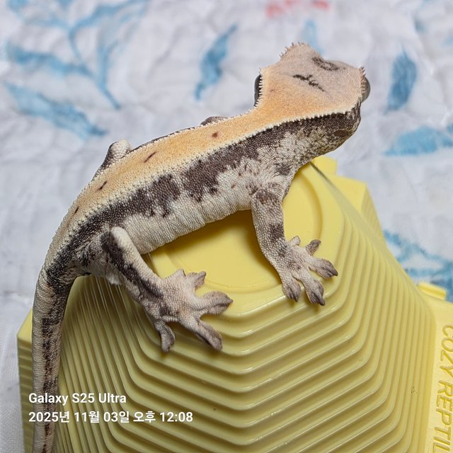 릴리 세이블 100%헷아잔틱