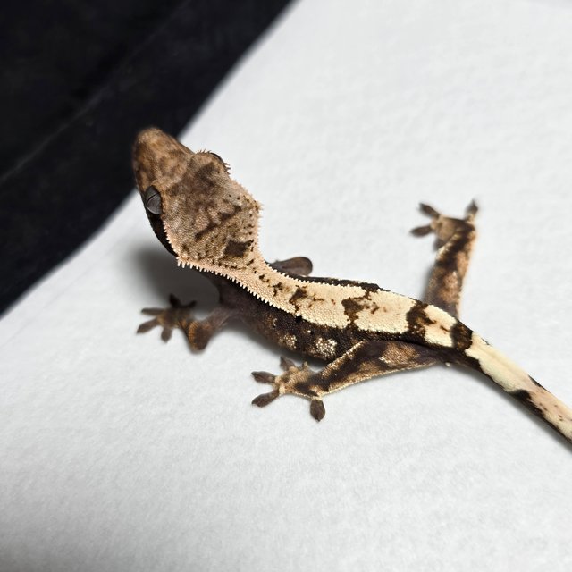 세이블 100%헷아잔틱