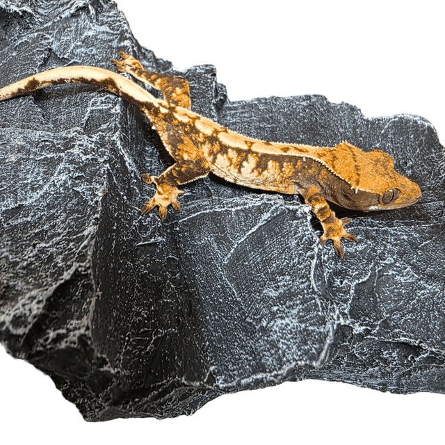 익스트림할리퀸 트라이 드리피 화이트스팟