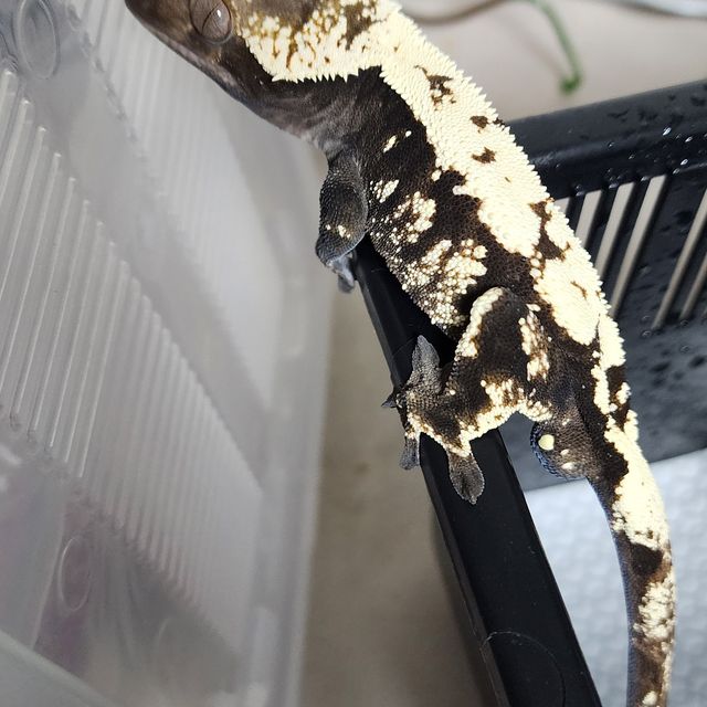 세이블
