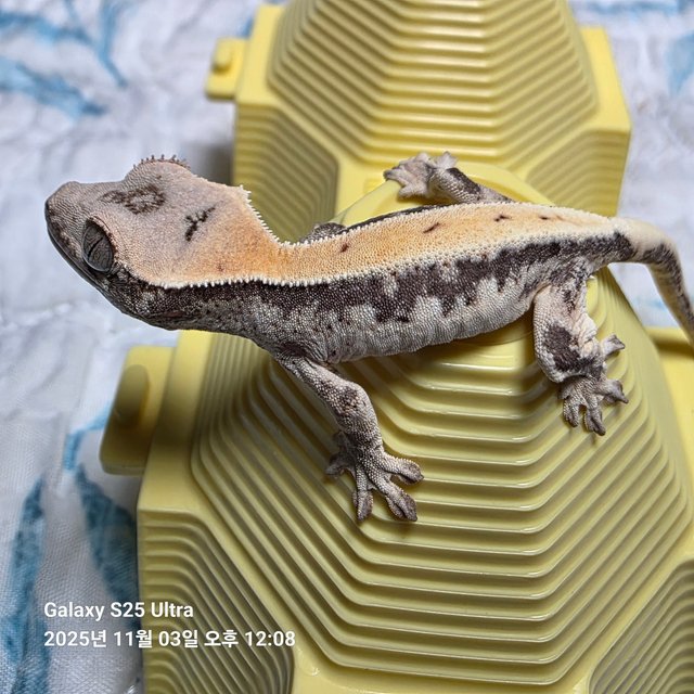 릴리 세이블 100%헷아잔틱