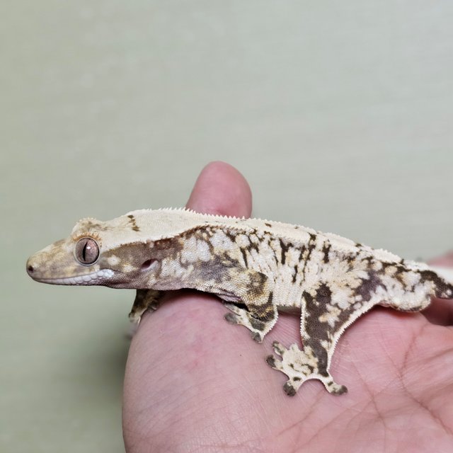 드리피 화이트스팟 화이트포트홀 익스트림할리퀸 트라이