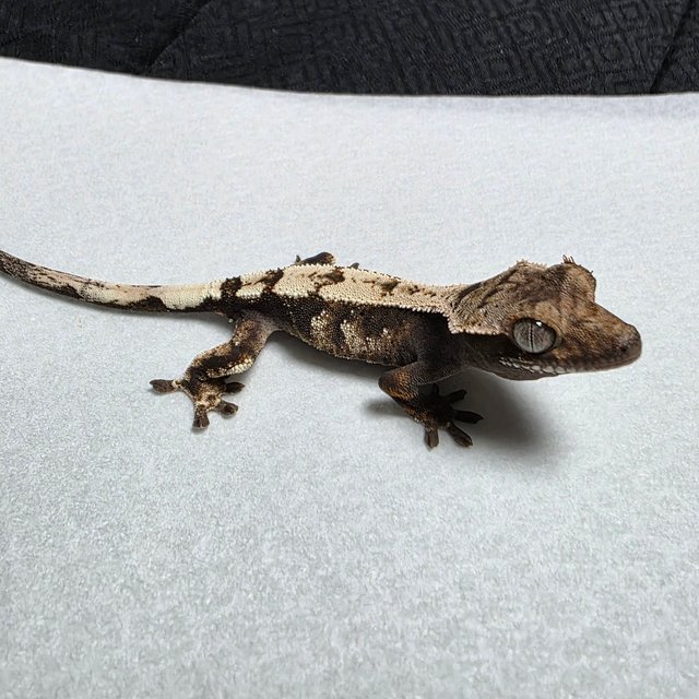 세이블 100%헷아잔틱