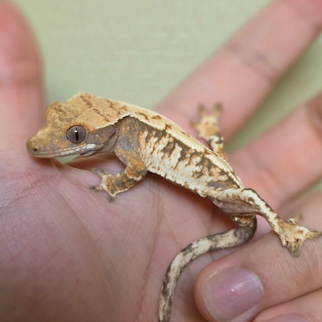 익스트림할리퀸 트라이 드리피 화이트스팟