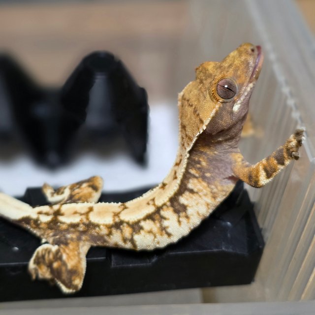 익스트림할리퀸 트라이 드리피 화이트스팟 텐저린 화이트포트홀