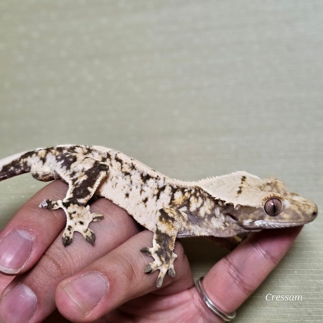 드리피 화이트스팟 화이트포트홀 익스트림할리퀸 트라이