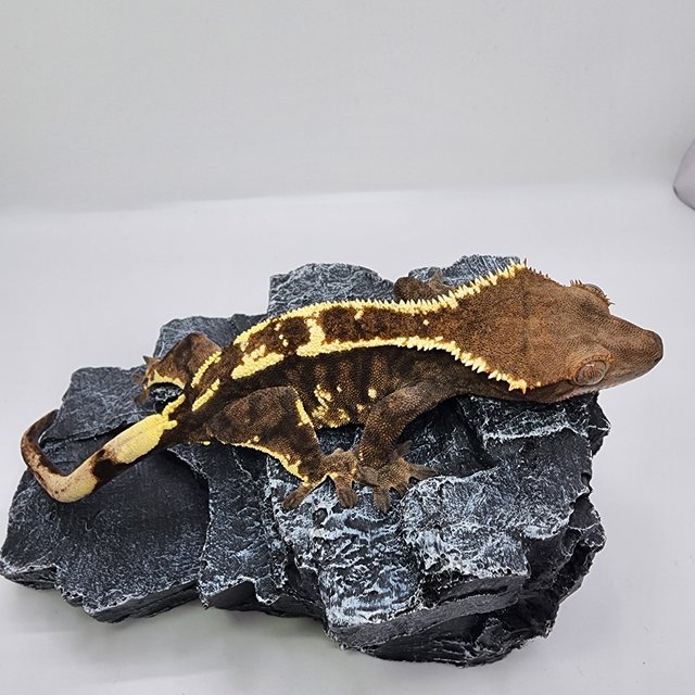 카푸치노 트라이