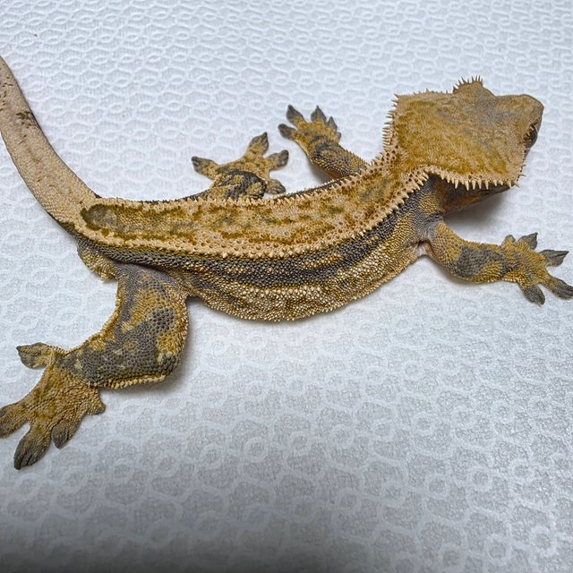 트라이 쿼드 풀핀 핀스트라이프