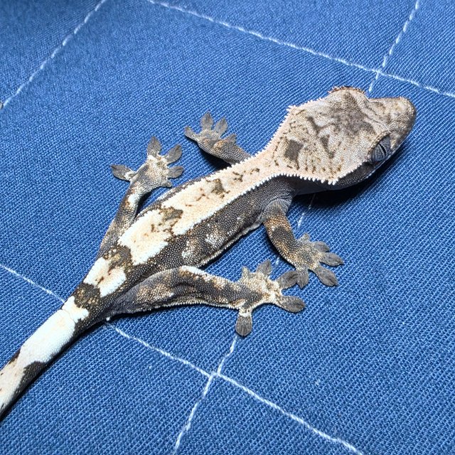 세이블 100%헷아잔틱