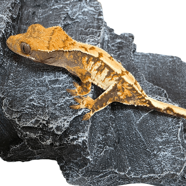 익스트림할리퀸 트라이 드리피 화이트스팟