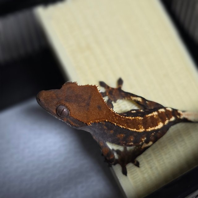 카푸치노 텐저린