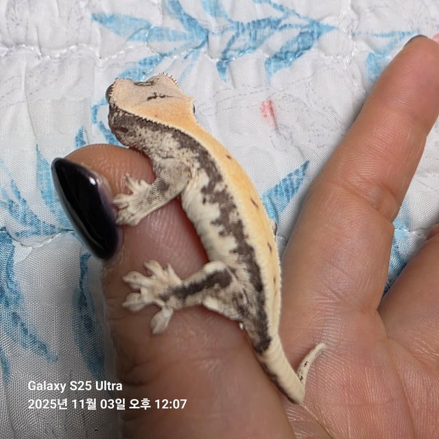 릴리 세이블 100%헷아잔틱