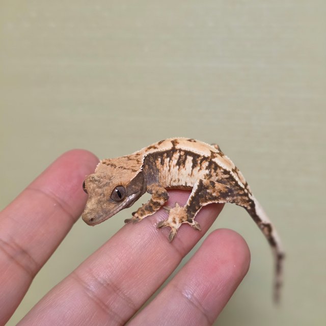 익스트림할리퀸 트라이 드리피 화이트스팟