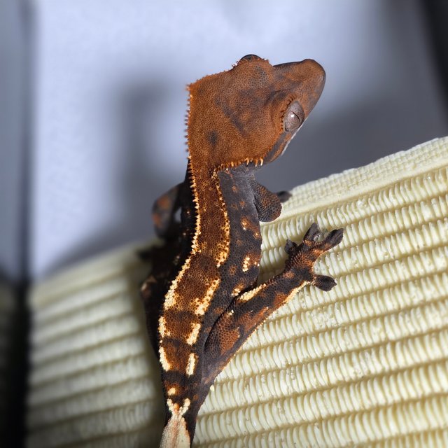 카푸치노 텐저린