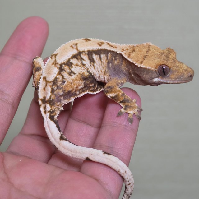 익스트림할리퀸 트라이 드리피 화이트스팟 텐저린 화이트포트홀