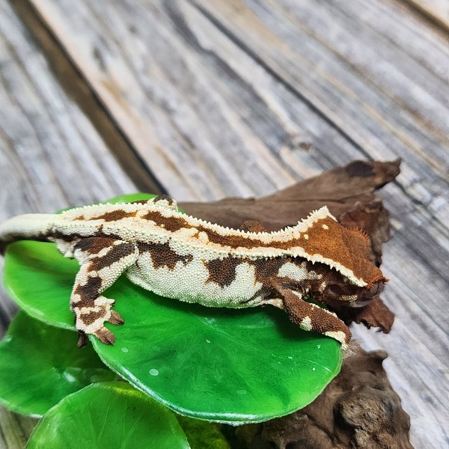 프라푸치노 텐저린