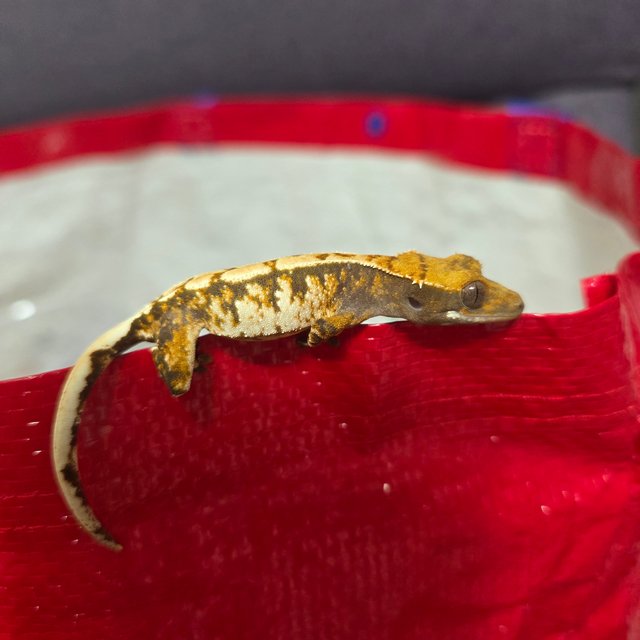 익스트림할리퀸 트라이 드리피 화이트스팟