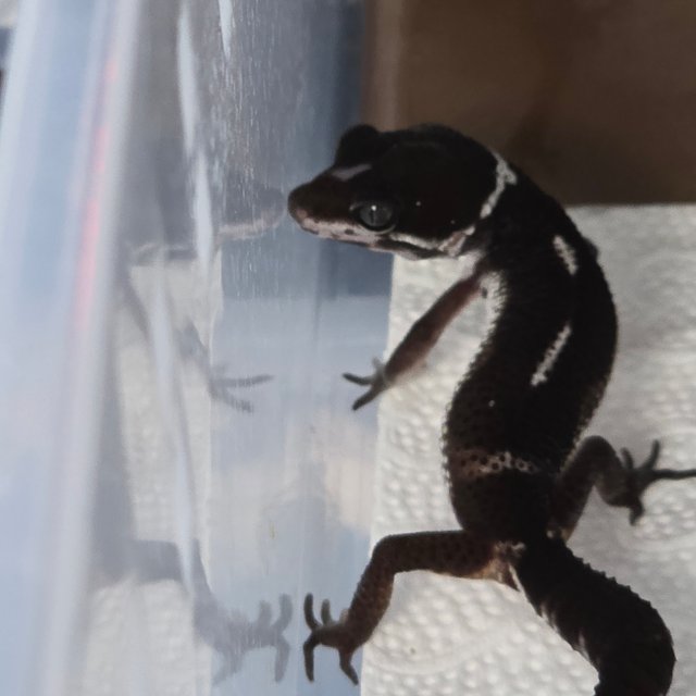 블랙나이트 스노우