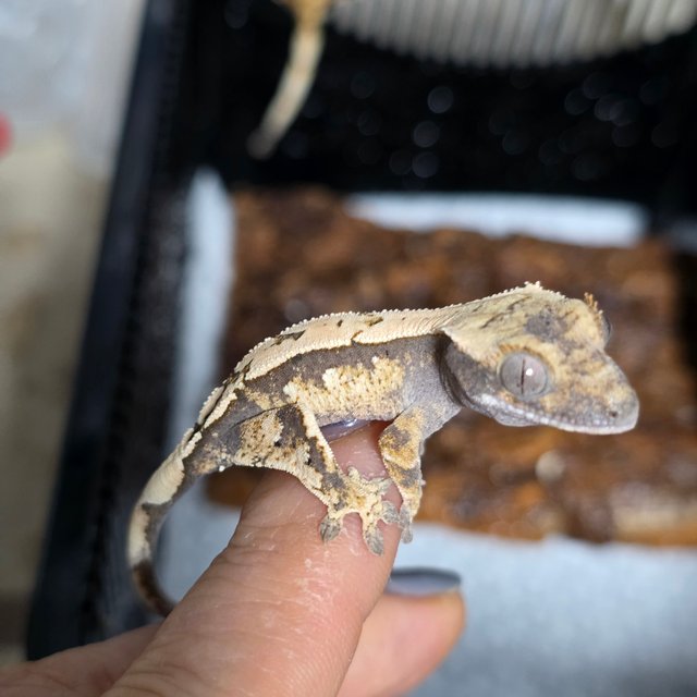 세이블 100%헷아잔틱