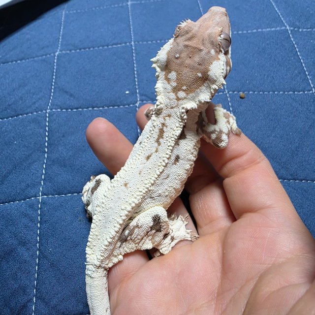 프라푸치노 텐저린