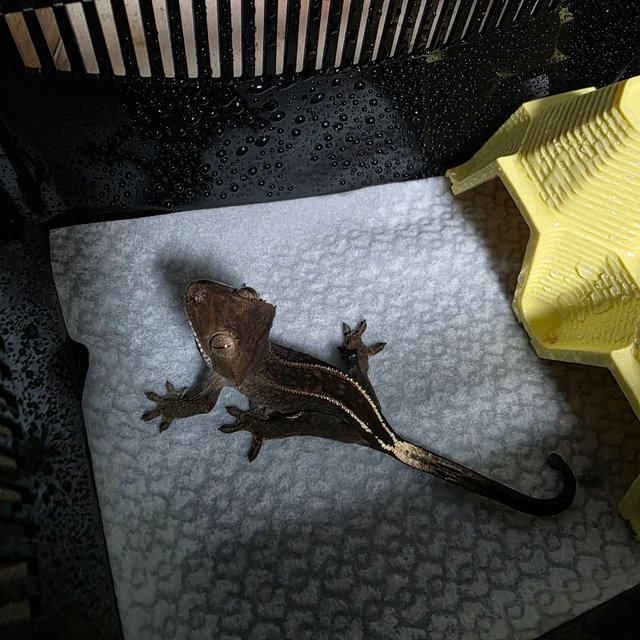 엠티백 카푸치노 다크