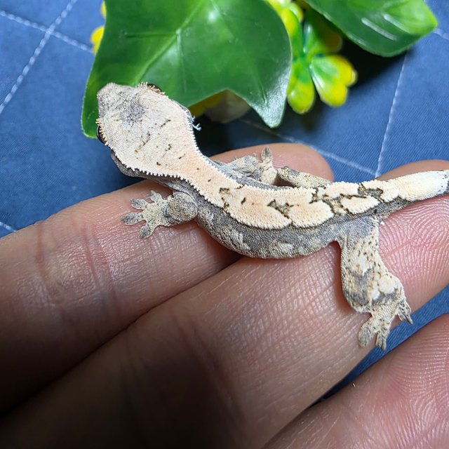 세이블 100%헷아잔틱