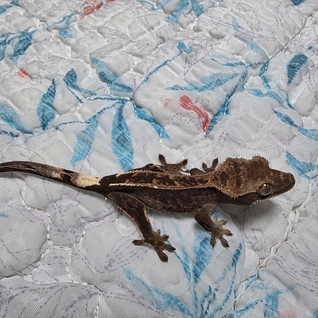 엠티백 카푸치노 다크