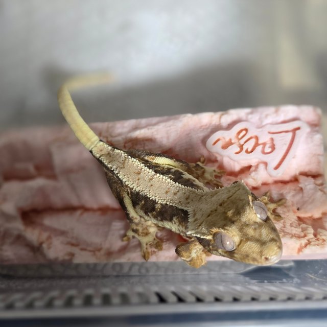 릴리화이트 100%헷아잔틱