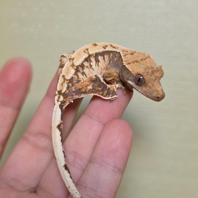 익스트림할리퀸 트라이 드리피 화이트스팟