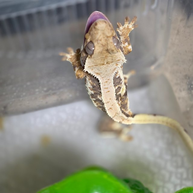 릴리화이트 100%헷아잔틱