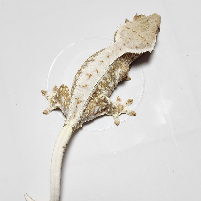 릴리100%헷아잔틱