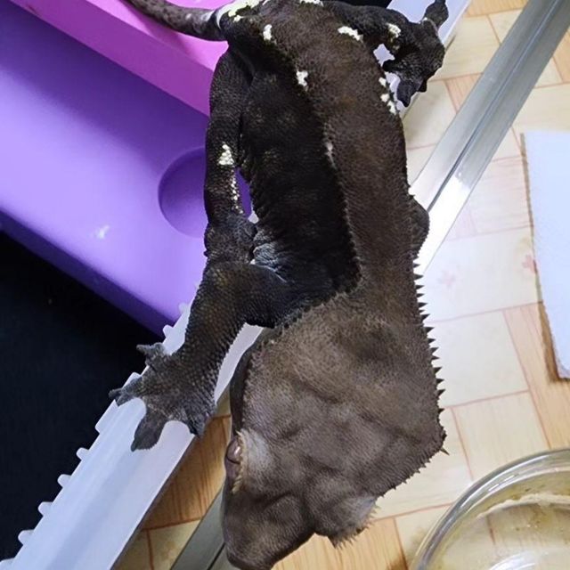 카푸치노 다크