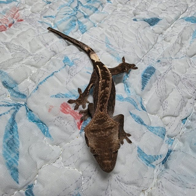 엠티백 카푸치노 다크